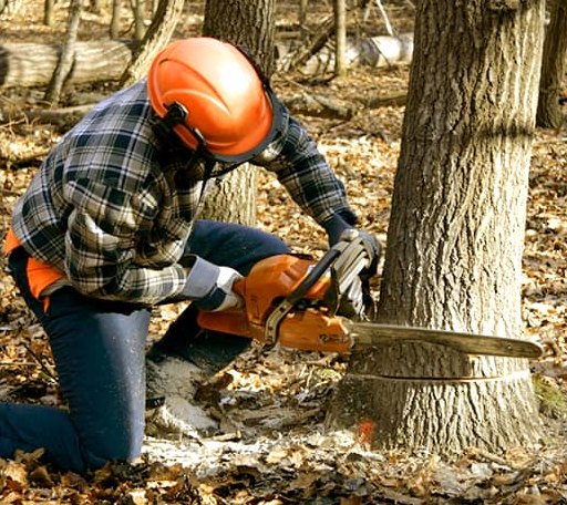 Tree Removal in Des Arc, AR